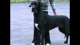 Alano's Shtat Levis King / Немецкий дог Аланос Штат Левис Кинг.VOB