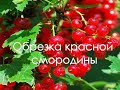 Обрезка красной смородины весной (или осенью)