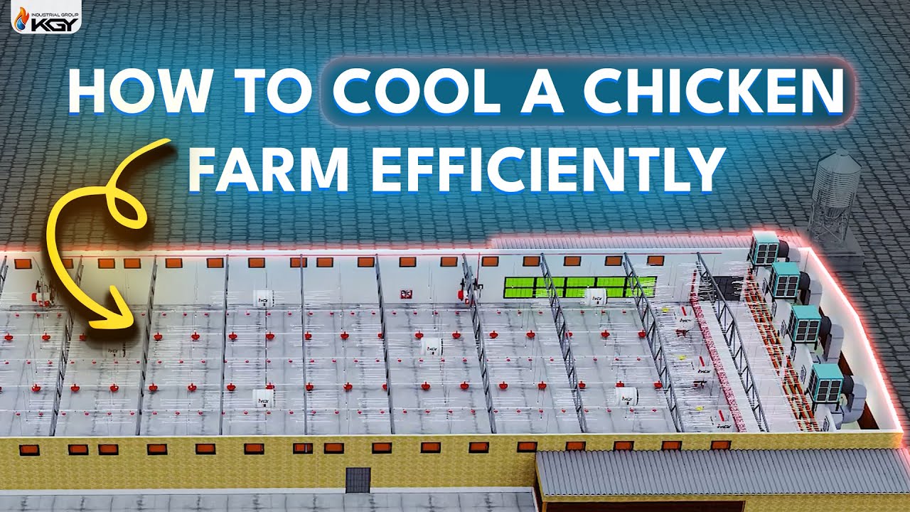 HOW TO COOL A CHICKEN FARM EFFICIENTLY