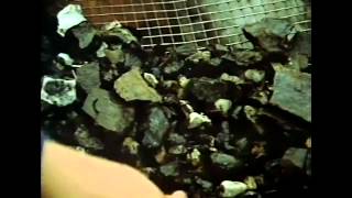 Big82 Clip8 - Sieving Process