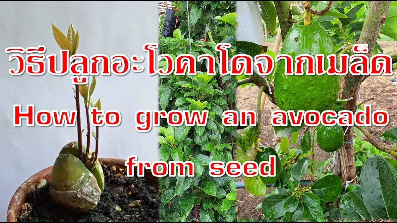 วิธีปลูกอะโวคาโดจากเมล็ด How to grow an avocado from seed