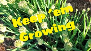 Preparing Bunching Onions To Replant