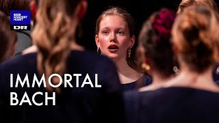 Immortal Bach  Knut Nystedt js Bach  Dr Pigekoret 