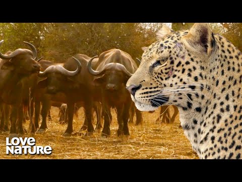 Buffalo Herd Fights Threatening Leopard in Tense Moment | Love Nature