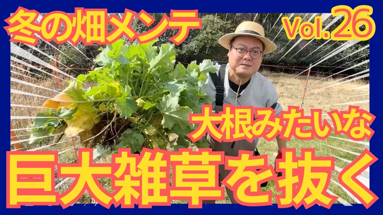【冬の畑メンテ】大根みたいな巨大雑草が登場！？破れた黒マルチも張り直し！菌ちゃん農法の糸状菌は順調に繁殖中！【ヨクスル松田町プロジェクト Vol.26】
