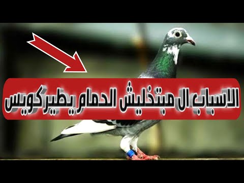 اسباب عدم طيران الحمام الزاجل فوق اللوفت واي الحل في المشكله دي 