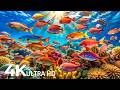 Marvel at Sea Animal in The Best 4K ULTRA HD Aquarium-Dive Into The Mesmerizing Underwater Realm #93