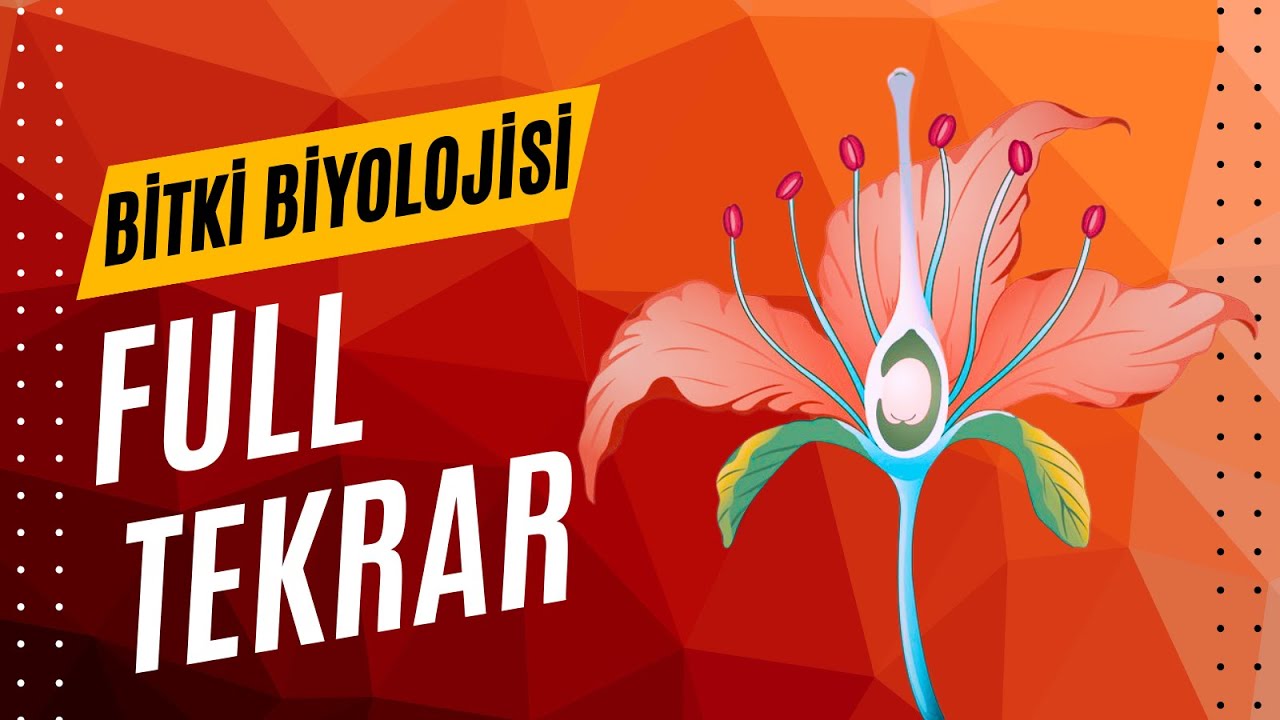 BİTKİ BİYOLOJİSİ FULL TEKRAR AYT 2025