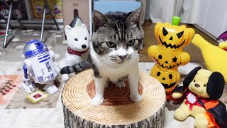 自分のものがすぐわかってしまう察しの良いリキちゃん☆ニトリで映える猫☆切り株と猫の組み合わせが超可愛い♥【リキちゃんねる・猫動画】Cat video　キジ白猫のいる暮らし
