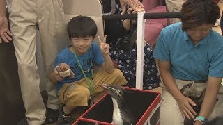 電車内にペンギン登場 カワウソも一緒、三浦海岸へ