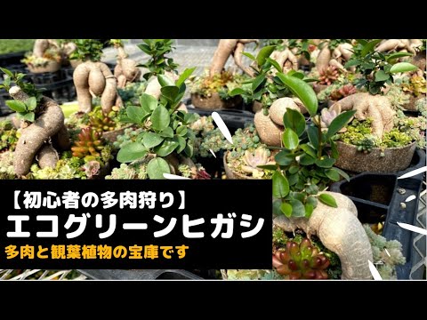 長崎 多肉狩り エコグリーンヒガシへ ハウスの中には観葉植物と多肉植物がたくさん 大興奮のスポットです Youtube