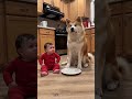 【それ僕の‼️】クッキーを横取りした秋田犬に全力でクレームする赤ちゃんの顔が笑える😤🐕#baby #秋田犬 #コメディ #shorts #赤ちゃん