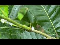 天女の装い（アオバハゴロモ幼虫）を狙う子カマキリ…途中から私（カメラ）が気になりっぱなし^^;