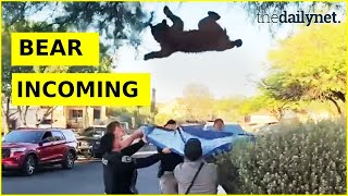 Arizona Crew's Plan to Catch Sedated Bear With a Tarp Goes Hilariously Wrong