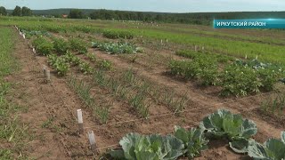 Сельское хозяйство в Иркутской области. Программа 