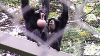 Siamang Ape Duet!