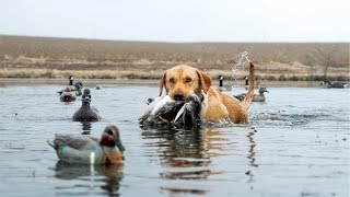 Pond Duck Hunting in a SNOW STORM!!! Pond Duck Hunting in a SNOW STORM!!!