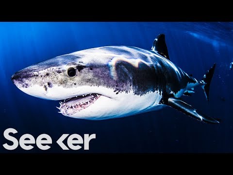 Video: Vai lielās b altās haizivis dzīvo?
