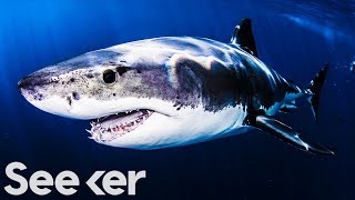 Some Sharks Live for 500 Years, What Can We Learn From Them?