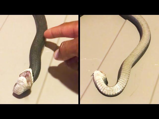 Such a drama queen!' Hognose snake pretended to be dead to avoid human  touch in viral video