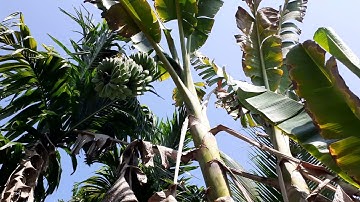 ĐỘC LẠ BẾN TRE CHUỐI SẮP ĐỘT BIẾN