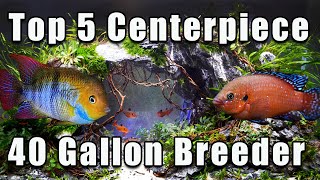 Top 5 Centerpiece Fish For a 40 Gallon Breeder Aquarium With Some Unusual Options!