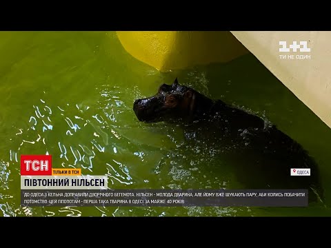 Новини України: в Одесі вперше за роки незалежності з'явився бегемот