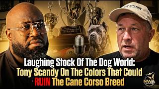 Laughing Stock Of The Dog World : Tony Scandy On The  Colors That Could RUIN The Cane Corso Breed