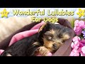 Super Relaxing Sleep Music For Yorkshire Terriers ♫ Calm Relax Your Dog ♥ Lullaby For Dogs Dog Music