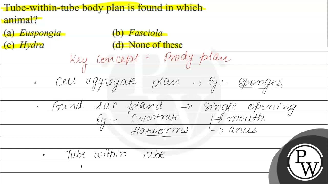 Tubewithintube body plan is found in which animal? (a) Euspongia YouTube