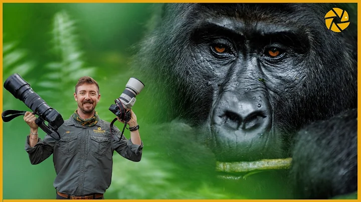 Capturing Wild Gorillas And Chimps: Photo Tips And Gear Recommendations! thumbnail