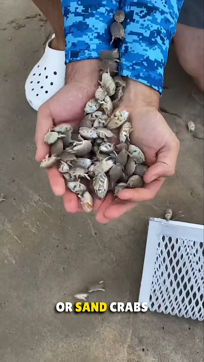 Favorite Bait of Fisherman to Catch Fishes 🤯