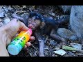 We Rescues Newborn Baby dalton By Give Extra Milk | Look Poor Dolly & Dalton So Weak