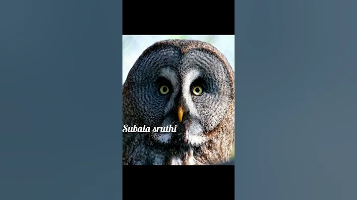 Dangerous Owl Sound #shorts #owlvideo