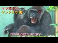 ゲンタロウは、ママに連続で叱られる♪そんなに怒らないでゲンキ！！京都市動物園・ゴリラ【Gorilla,Gentaro is scolded.】