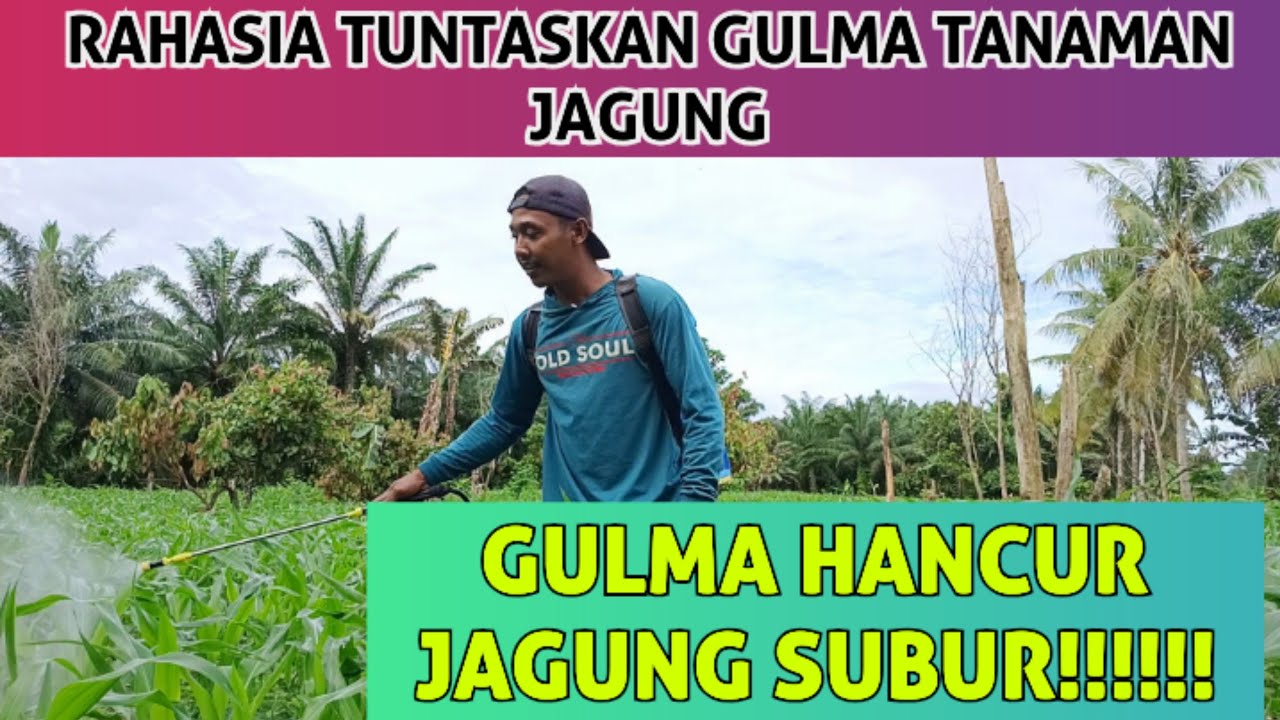 RAHASIA TUNTASKAN GULMA TANAMAN JAGUNG.!!!! Gulma hancur jagung subur