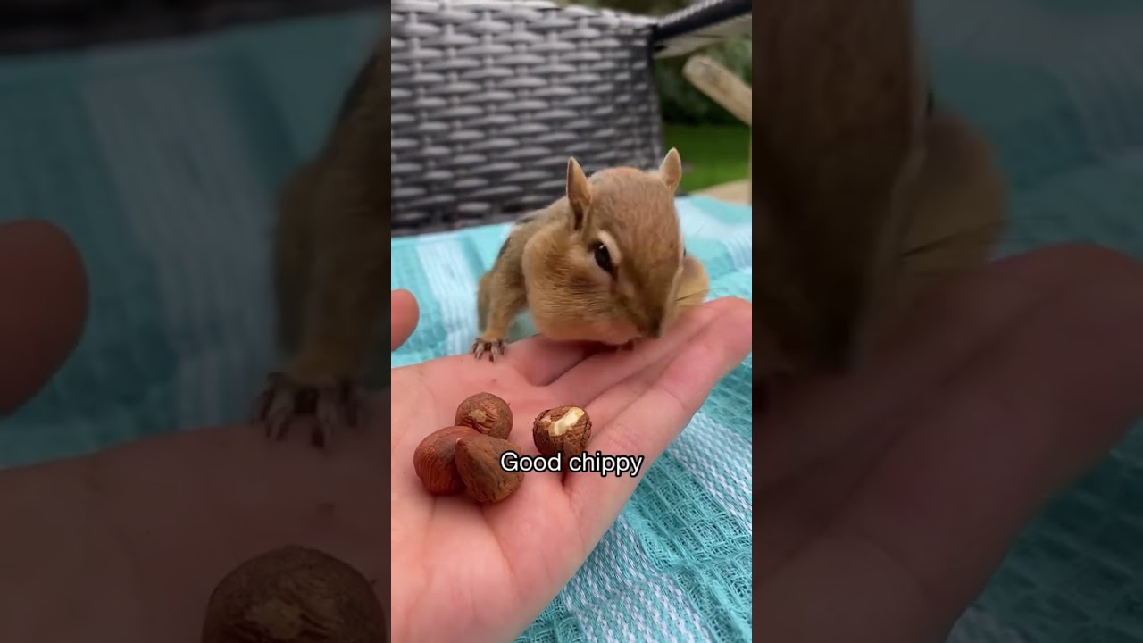 Wild Chipmunk Comes Running When Called 