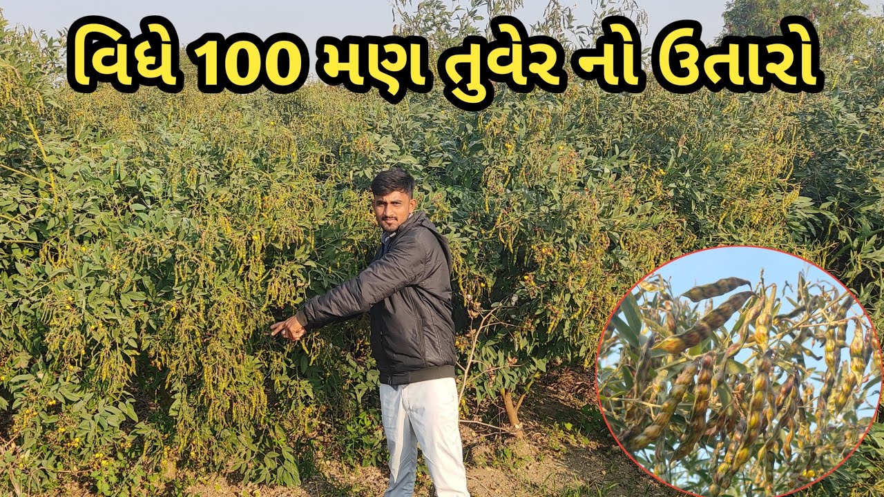 કેન્યા તુવેર ની નવી જોરદાર વેરાયટી! મોટી વટાણા જેવી તુવેર! વિધે 50 મણ