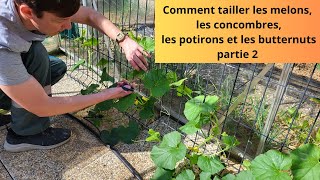 Comment tailler les melons, les concombres, les potirons et les butternuts partie 2