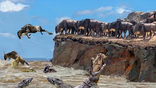 Incredible! The Wildebeest's Dangerous Migration Journey Through Crocodile Swamp | Animal Planet