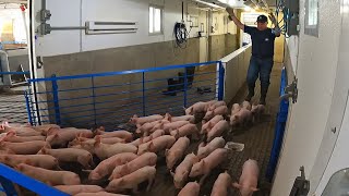 Unloading Piglets