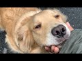 愛犬のアゴしつこくこする、こする、こする…!よおーしよしよしよし