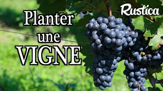 Comment réussir la plantation d’une vigne ?