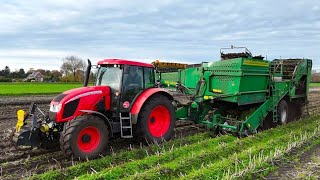 Aardappel oogst met Ropa WM 8500 Landbouw Wolfs Bellingwolde. 4K.