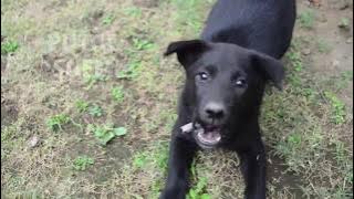 Anak Anjing Hitam yang suka menggonggong @PutoeSoemi