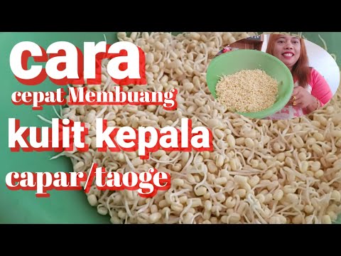 cara⁉️…Membuang kulit taoge atau capar ijo⁉️MBAK LIK