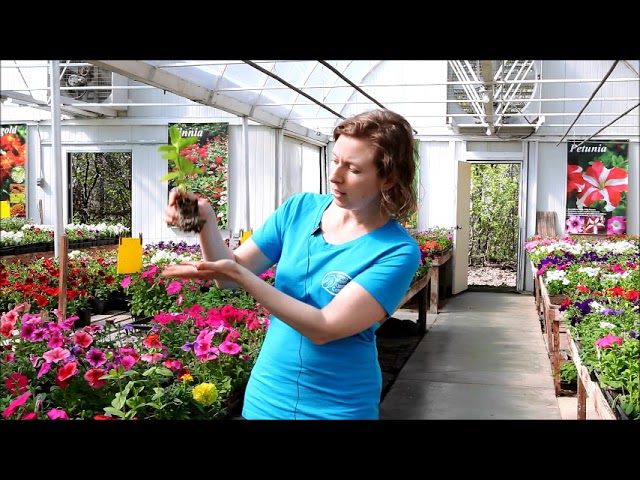 Planting Tips from Green Valley Garden Centre