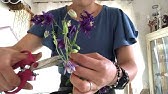 ペチュニアの切り戻しと花柄摘み Youtube