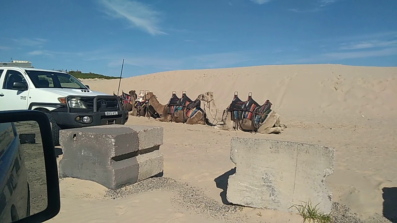 Nelson Bay Yowie Bigfoot Hairyman Junjudee Sasquatch Sightings Reports Research