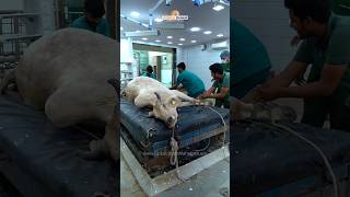 Baby Calf stuck in the Womb | Cow in Danger | Treatment #rescue #gauseva #animal #fyp